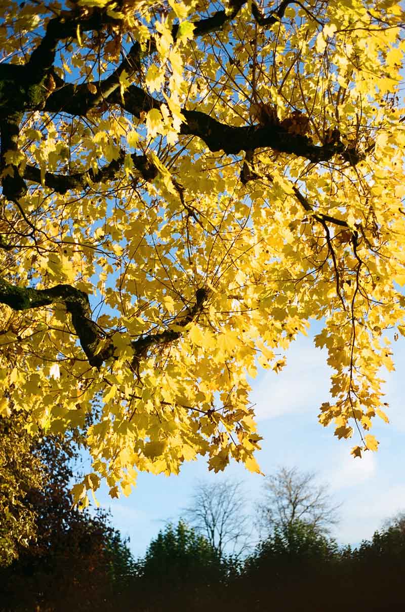 knallgelber Laubbaum von unten heraufgeblickt